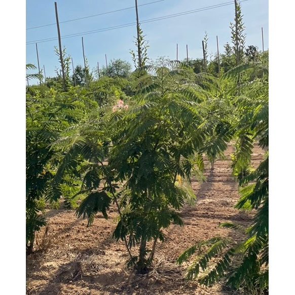 Silkesträd - Albizia julibrissin 200-250 MS DRKL